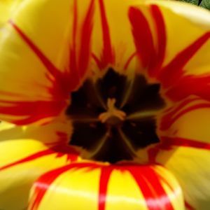 Meet your Posher, Deana